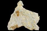 Fossil Coral Colonies (Thamnasteria & Thecosmilia) - Germany #157330-2